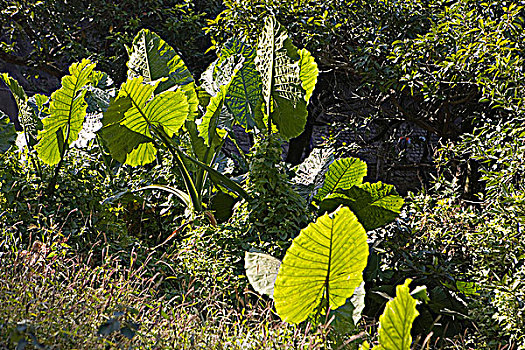 野生植物,水,公园,新界,香港