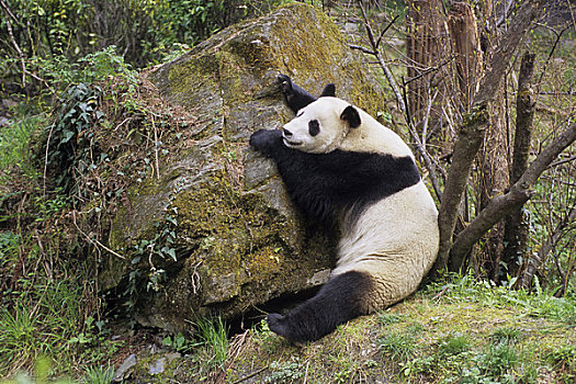中国,四川,卧龙大熊猫保护区,大熊猫,坐