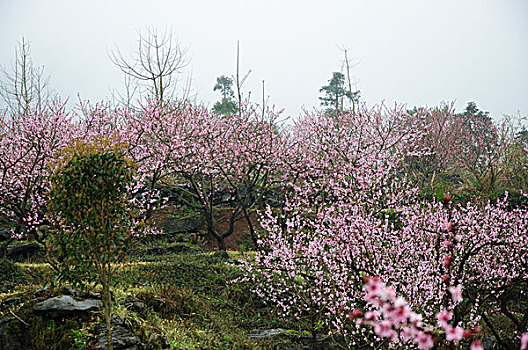 桃花景色