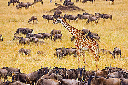 马拉河,长颈鹿,角马,迁徙,马赛马拉,肯尼亚