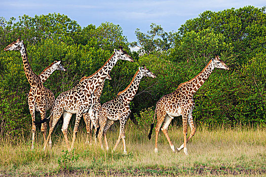 牧,马赛长颈鹿,长颈鹿,步行,附近的,树,马赛玛拉国家保护区,肯尼亚,非洲