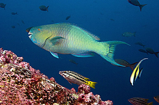 双色,鹦嘴鱼,沃尔夫岛,北方,加拉帕戈斯群岛,厄瓜多尔