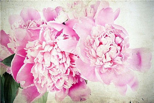 粉色,玫瑰,隔绝,白色背景