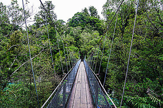 悬挂,桥,高处,青绿色,水,峡谷,南岛,新西兰