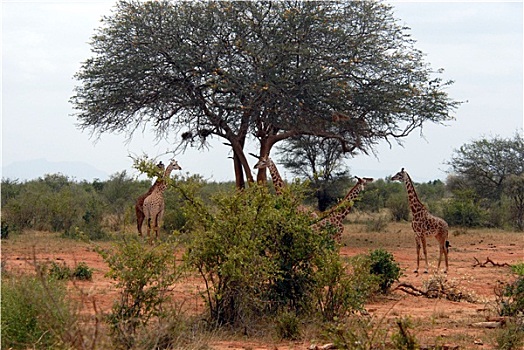 长颈鹿,树