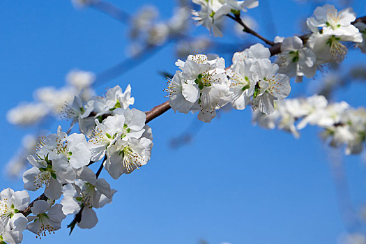 春天天空下美丽的桃花