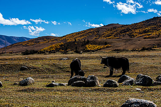 四川甘孜藏族自治州的高山牧场与森林