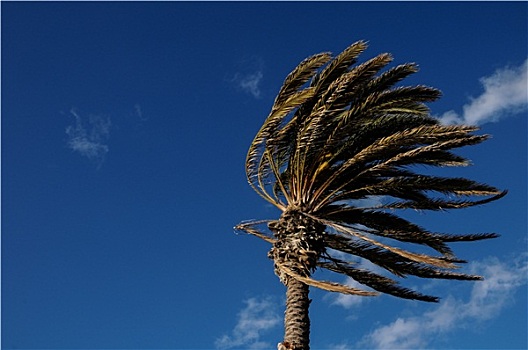 棕榈树,吹,风