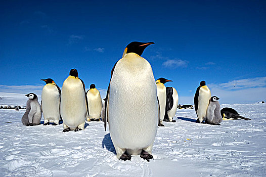 南极,威德尔海,雪丘岛,帝企鹅,生物群,企鹅,冰