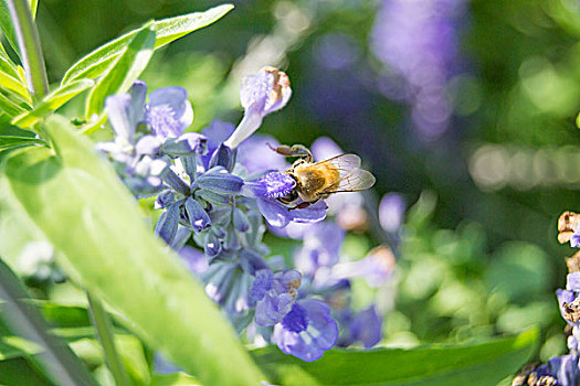 蜜蜂与薰衣草