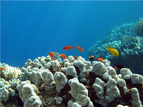 珊瑚礁,硬珊瑚,异域风情,鱼,热带,海洋,水下