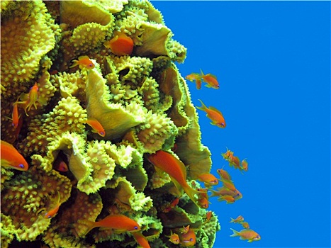 珊瑚礁,黄色,珊瑚,异域风情,鱼,红海