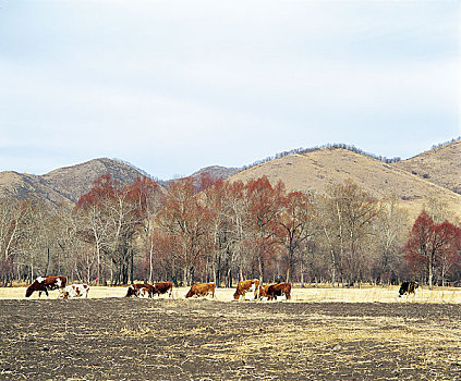 内蒙阿尔山红毛柳牛群
