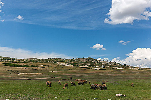 牛羊成群的牧场