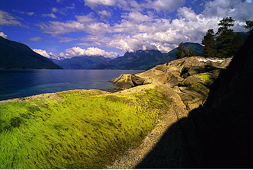 海草,水道,不列颠哥伦比亚省,加拿大