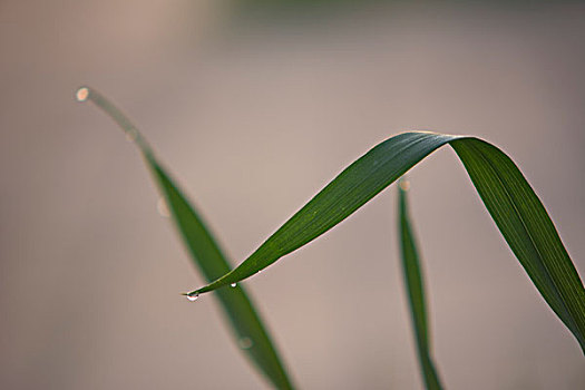 缝隙小花