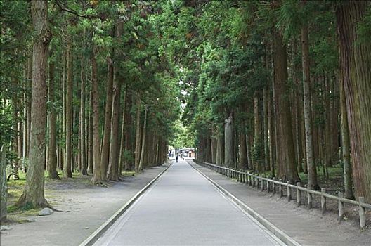 树林,人行道,本州,日本