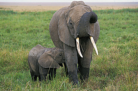 非洲象,女性,吸吮,马赛马拉,公园,肯尼亚