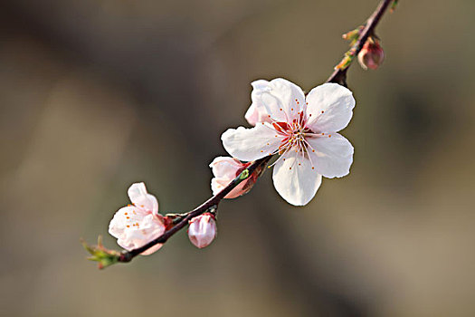 桃花,自然