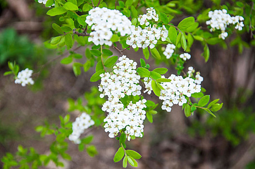 绣线菊,花朵