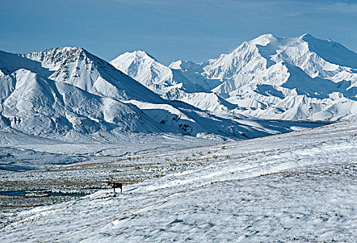 北美驯鹿,驯鹿属,阿拉斯加山脉,麦金利山,阿拉斯加,美国