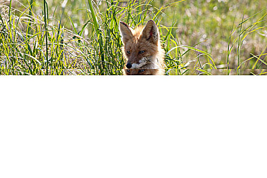 红狐,狐属,哺乳,幼兽,卡特麦国家公园,阿拉斯加