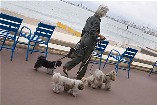 女人,三个,狗,散步场所,走,大道,克鲁瓦塞特,戛纳,法国