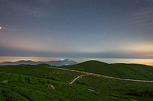 星空,茶园