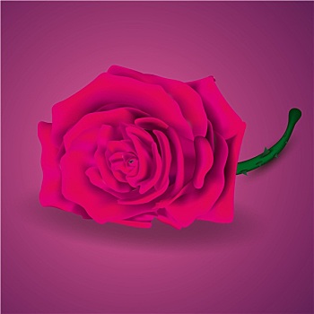 粉红玫瑰,紫色背景,白天