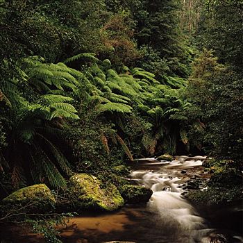 雨林,蕨类,河