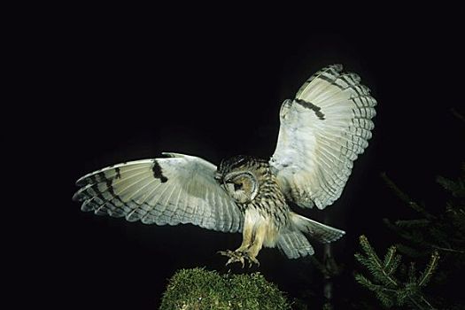夜间飞行的动物夜晚图片