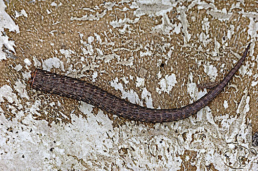 胎生蜥蜴,尾部,北莱茵-威斯特伐利亚,德国,欧洲
