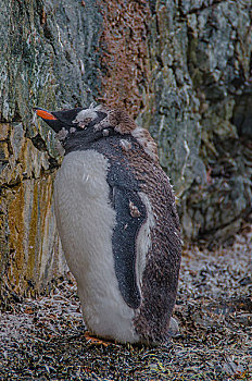 南极南乔治亚巴布亚企鹅金图企鹅