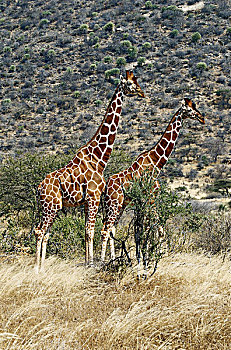 肯尼亚,萨布鲁国家公园,一对,网纹长颈鹿,长颈鹿,大幅,尺寸