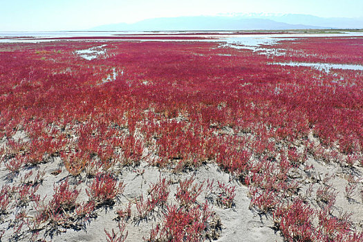 新疆博州,航拍艾比湖红海滩