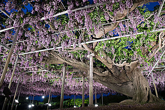 足利flowerpark紫藤花园