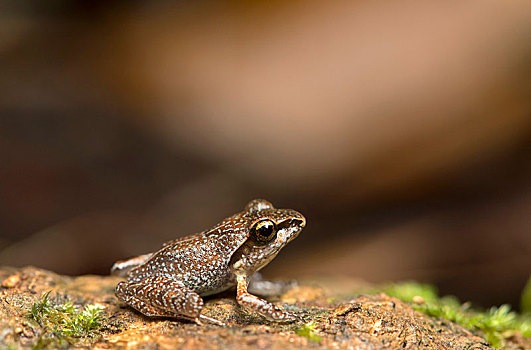 马达加斯加,青蛙,国家公园,非洲