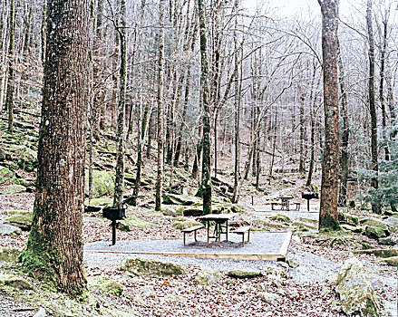 野餐桌,树林,宾夕法尼亚,美国