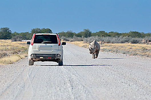 黑犀牛,雄性,走,土路,正面,停止,汽车,埃托沙国家公园,纳米比亚,非洲