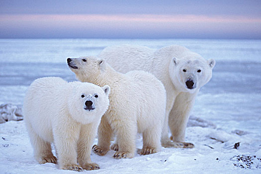 北极熊,母熊,日落,浮冰,冰冻,区域,北极圈,国家野生动植物保护区,阿拉斯加