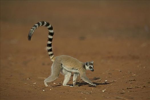 节尾狐猴,狐猴,走,地面,脆弱,贝伦提私人保护区,马达加斯加