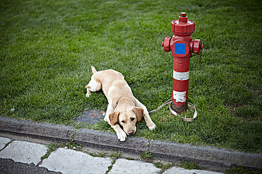 狗,靠近,消防栓