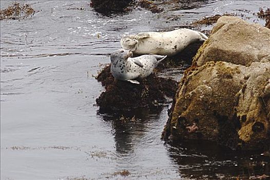 斑海豹,躺着,石头