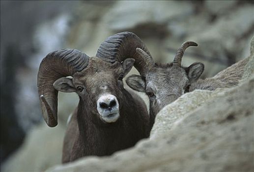 大角羊,雌性,凝视,上方,石头,落基山脉,北美