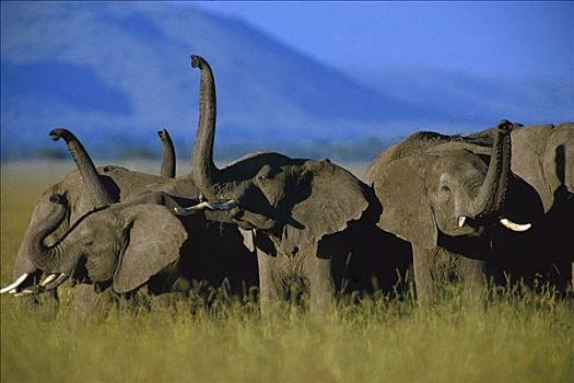 非洲象,牧群,肯尼亚