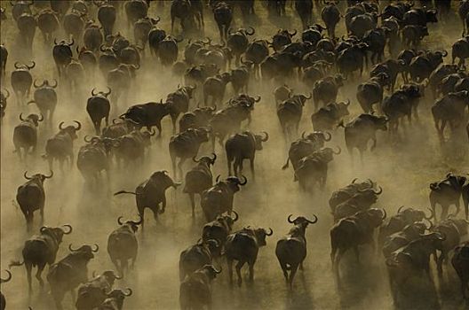 南非水牛,非洲水牛,牧群,非洲