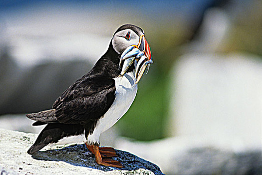 大西洋角嘴海雀,北极,海豹,岛屿,国家,野生动物,区域,新斯科舍省,加拿大