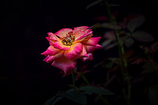 月季花,美丽月季,美艳月季花