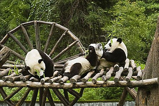 三个,熊猫,坐,木质