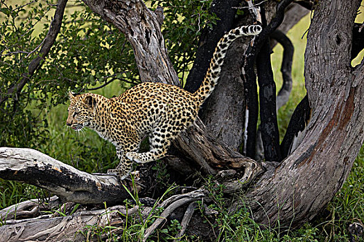 豹,4个月,老,幼兽,玩,树上,纳米比亚